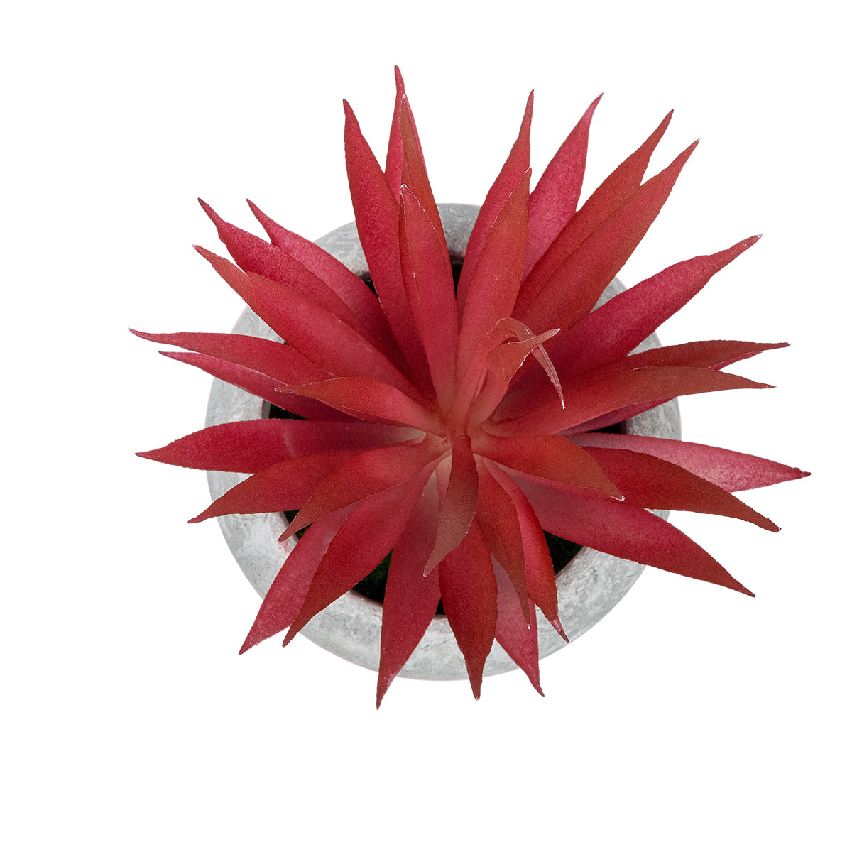 GloboStar® Artificial Garden AIR PLANT TILLANDSIA POTTED PLANT 21035 Διακοσμητικό Φυτό Τιλάντσια Φ12 x Υ15cm - ledmania.gr