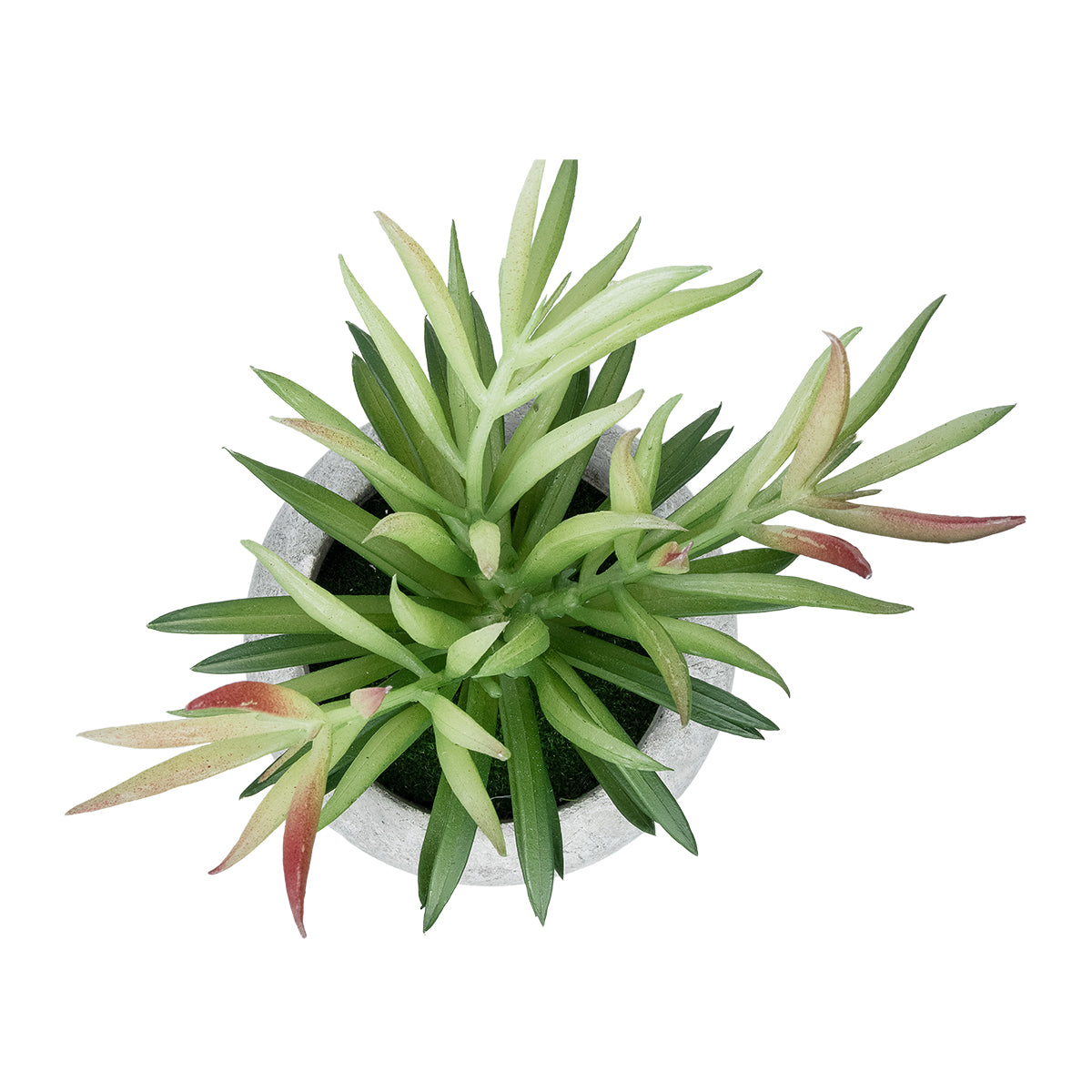 GloboStar® Artificial Garden SUCCULENT CRASSULA POTTED PLANT 21038 Διακοσμητικό Φυτό Κρασούλα  Φ10 x Υ17cm - ledmania.gr