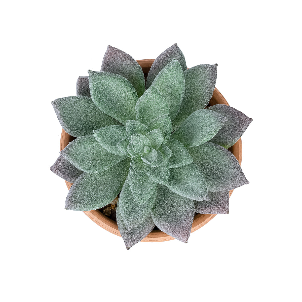 GloboStar® Artificial Garden SUCCULENT SEDEVERIA POTTED PLANT 21041 Διακοσμητικό Φυτό Σεδεβέρια  Φ11x Υ14cm - ledmania.gr