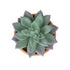 GloboStar® Artificial Garden SUCCULENT SEDEVERIA POTTED PLANT 21041 Διακοσμητικό Φυτό Σεδεβέρια  Φ11x Υ14cm - ledmania.gr