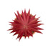 GloboStar® Artificial Garden AIR PLANT NEOPHYTUM POTTED PLANT 21042 Διακοσμητικό Φυτό Νεόφυτο Φ12 x Υ15cm - ledmania.gr