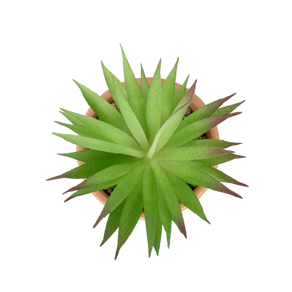GloboStar® Artificial Garden AIR PLANT NEOPHYTUM POTTED PLANT 21043 Διακοσμητικό Φυτό Νεόφυτο Φ12 x Υ15cm - ledmania.gr