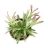 GloboStar® Artificial Garden SUCCULENT CRASSULA POTTED PLANT 21046 Διακοσμητικό Φυτό Κρασούλα  Φ12 x Υ20cm - ledmania.gr