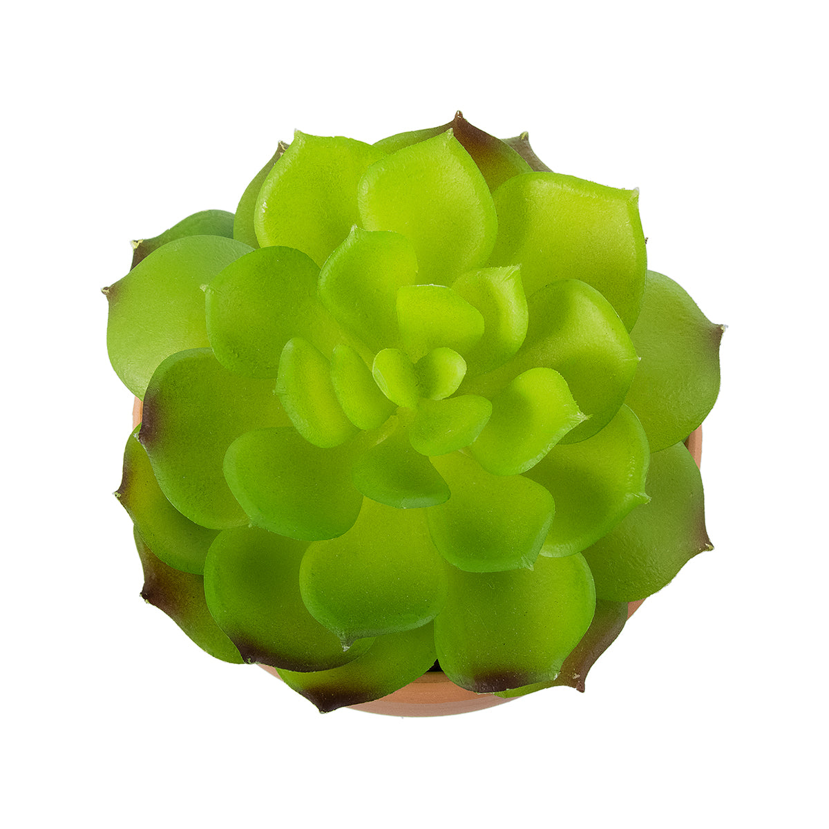 GloboStar® Artificial Garden SUCCULENT ECHEVERIA 21049 Διακοσμητικό Φυτό Παχύφυτο Εχεβέρια Υ14cm - ledmania.gr