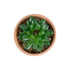 GloboStar® Artificial Garden SUCCULENT SANSEVIERIA POTTED PLANT 21051 Διακοσμητικό Φυτό Σανσεβιέρια  Φ8x Υ14cm - ledmania.gr