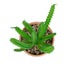 GloboStar® Artificial Garden SUCCULENT EUPHORBIA POTTED PLANT 21052 Διακοσμητικό Φυτό Ευφορβία Φ18 x Υ23cm - ledmania.gr