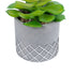 GloboStar® Artificial Garden SUCCULENT SEDEVERIA 21095 Διακοσμητικό Φυτό Παχύφυτο Σεντεβέρια Υ17cm - ledmania.gr