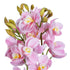 GloboStar® Artificial Garden PALE PINK CHERRY CYMBIDIUM 21403 Διακοσμητικό Φυτό Ροζ Κυμβίδιο Υ60cm - ledmania.gr