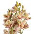 GloboStar® Artificial Garden CHAMPAGNE CHERRY CYMBIDIUM 21404 Διακοσμητικό Φυτό Σαμπανιζέ Κυμβίδιο Υ60cm - ledmania.gr