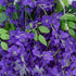 GloboStar® Artificial Garden VIOLET WISTERIA FLOWER BRANCH 21509 Σετ 12 Τεχνητά Διακοσμητικά κλαδιά Βιστέριας Βιολετί Φ45 x Υ120cm - ledmania.gr