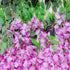 GloboStar® Artificial Garden PURPLE WISTERIA FLOWER BRANCH 21510 Σετ 12 Τεχνητά Διακοσμητικά κλαδιά Βιστέριας Μωβ Φ45 x Υ120cm - ledmania.gr