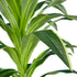 GloboStar® Artificial Garden BRAZILIAN IRON 20020 Τεχνητό Διακοσμητικό Φυτό Αρωματική Δράκαινα Υ140cm - ledmania.gr