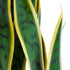 GloboStar® Artificial Garden BLOODLEAF DRACAENA TRIFASCIATA 20060 Τεχνητό Διακοσμητικό Φυτό Αιματόφυλλη Σανσεβιέρια Υ70cm