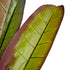 GloboStar® Artificial Garden BLOODY BANANA TREE 20119 Τεχνητό Διακοσμητικό Φυτό Αιματόφυλλη Μπανανιά - Μπανανόδεντρο Υ220cm
