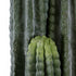GloboStar® Artificial Garden CARNEGIEA CACTUS 20122 Τεχνητό Διακοσμητικό Φυτό Κάκτος Σαγκουάρο Υ150cm