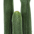 GloboStar® Artificial Garden CARNEGIEA CACTUS 20123 Τεχνητό Διακοσμητικό Φυτό Κάκτος Σαγκουάρο Υ160cm