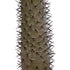 GloboStar® Artificial Garden PACHYPODIUM LAMEREI PALM TREE 20129 Τεχνητό Διακοσμητικό Φυτό Φοίνικας της Μαγαδασκάρης Υ105cm