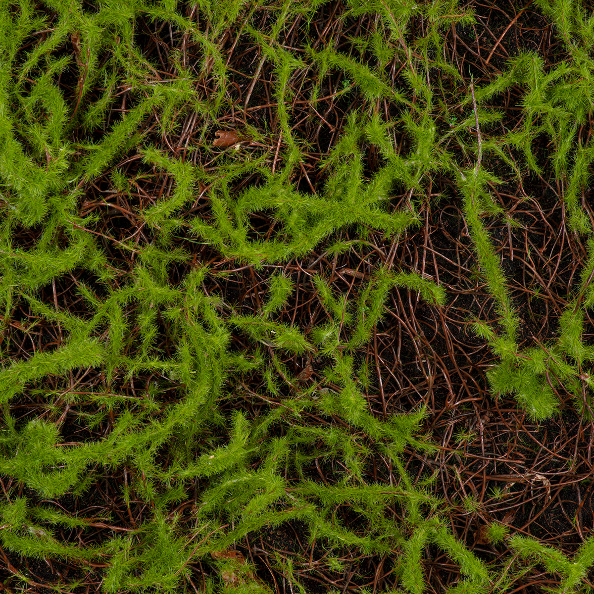 GloboStar® Artificial Garden BRYOPHYTA 20143 Τεχνητό Διακοσμητικό Πάνελ Φυλλωσιάς - Κάθετος Κήπος Βρύα Μ100 x Π100 x Υ5cm - ledmania.gr