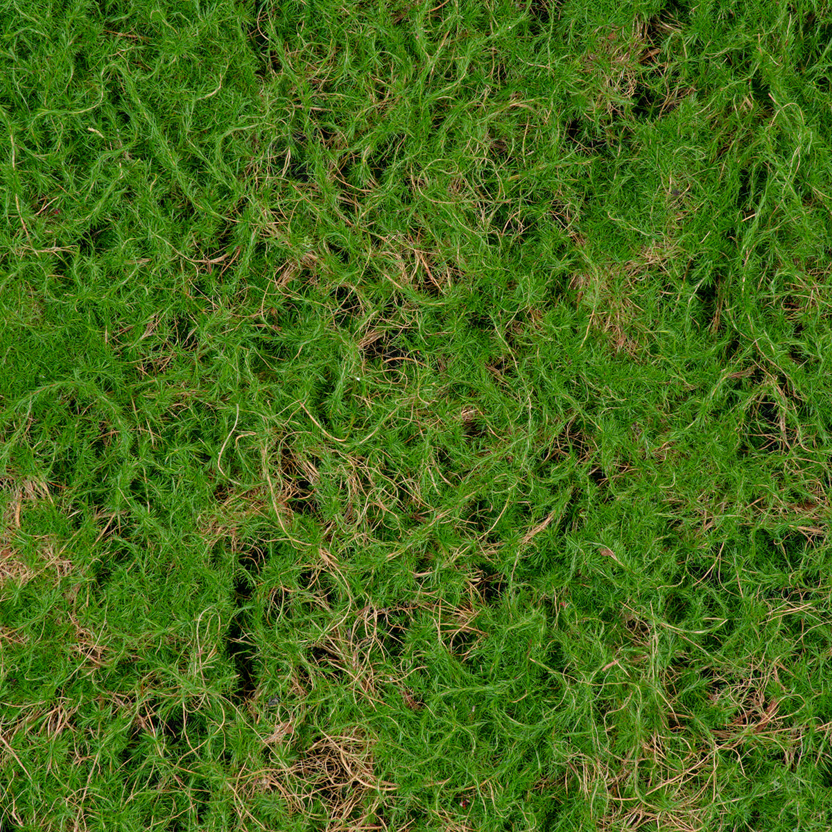 GloboStar® Artificial Garden BRYOPHYTA 20144 Τεχνητό Διακοσμητικό Πάνελ Φυλλωσιάς - Κάθετος Κήπος Βρύα Μ100 x Π100 x Υ3cm - ledmania.gr