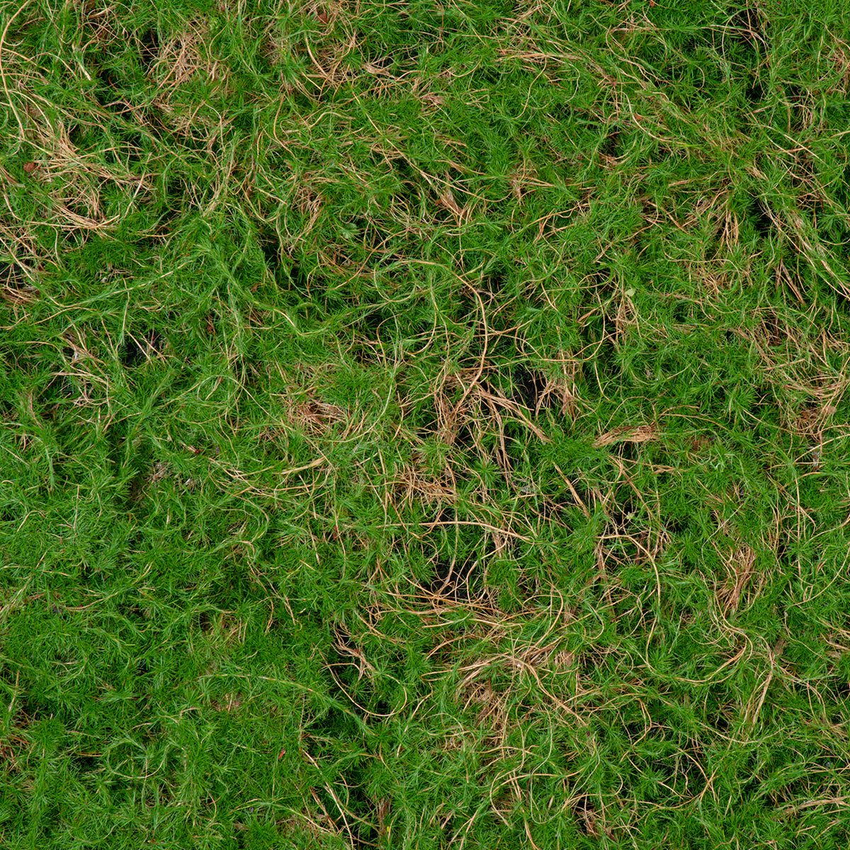 GloboStar® Artificial Garden BRYOPHYTA 20144 Τεχνητό Διακοσμητικό Πάνελ Φυλλωσιάς - Κάθετος Κήπος Βρύα Μ100 x Π100 x Υ3cm - ledmania.gr