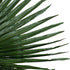GloboStar® Artificial Garden WASHINGTONIA FILIFERA PALM LEAF 20170 Τεχνητό Διακοσμητικό Φύλο Φοινικόδεντρου Βεντάλια Π135 x Υ180cm - ledmania.gr