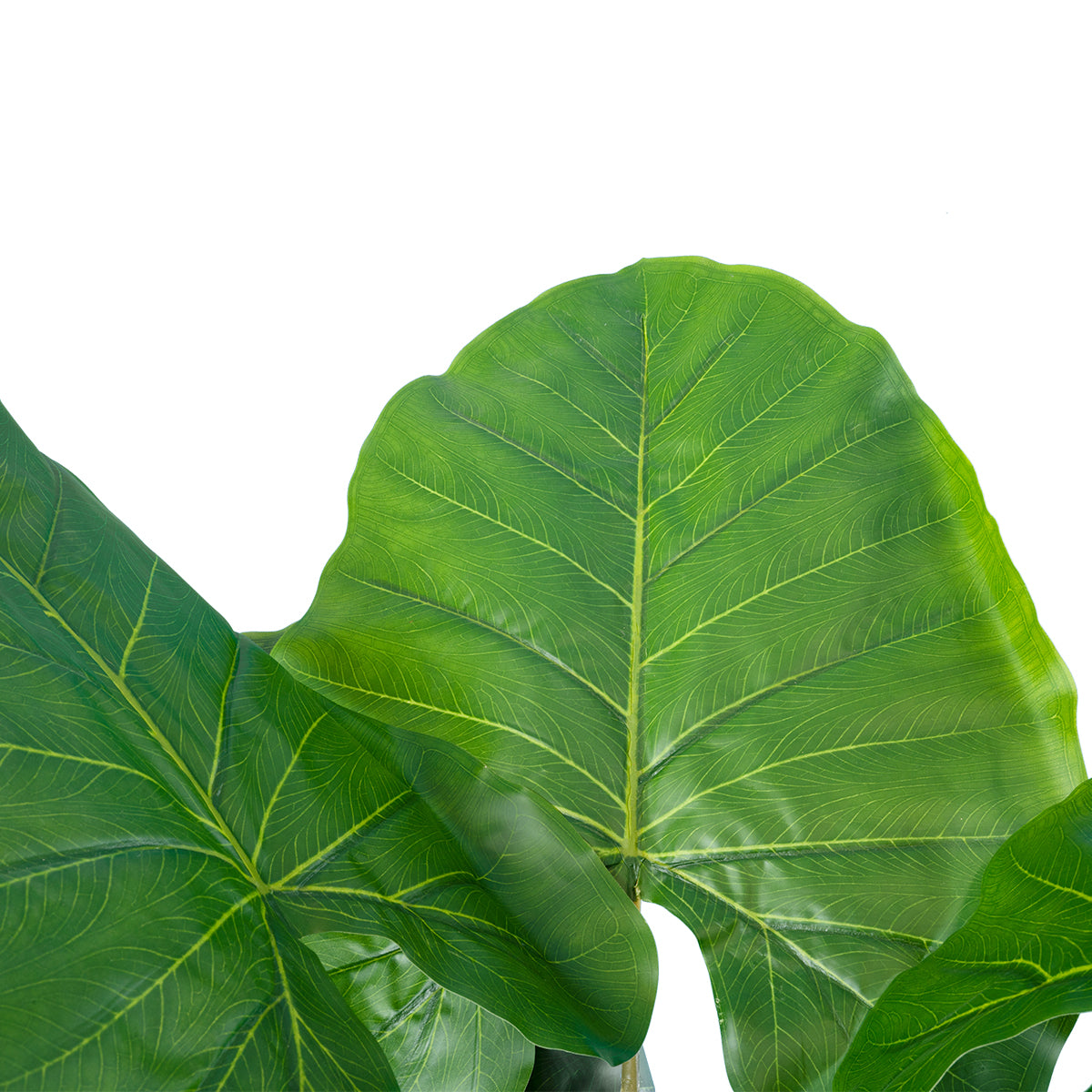 GloboStar® Artificial Garden TARO 20216 Τεχνητό Διακοσμητικό Φυτό Κολοκασία Υ140cm - ledmania.gr