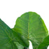 GloboStar® Artificial Garden TARO 20216 Τεχνητό Διακοσμητικό Φυτό Κολοκασία Υ140cm - ledmania.gr