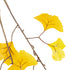 GloboStar® Artificial Garden GINKGO BRANCH 20229 Τεχνητό Διακοσμητικό Κλαδί Γκίγκο Π50 x Υ65cm - ledmania.gr