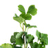 GloboStar® Artificial Garden GINKGO BRANCH 20259 Τεχνητό Διακοσμητικό Κλαδί Γκίγκο Π22 x Υ80cm - ledmania.gr