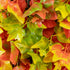 GloboStar® Artificial Garden AUTUMN MAPLE 20349 Τεχνητό Διακοσμητικό Πάνελ Φυλλωσιάς - Κάθετος Κήπος σύνθεση Φθινοπωρινός Σφένδαμος Μ50 x Π50 x Υ10cm - ledmania.gr