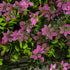 GloboStar® Artificial Garden CYPHEA HYSSOPIFOLIA 20350 Τεχνητό Διακοσμητικό Πάνελ Λουλουδιών - Κάθετος Κήπος σύνθεση Άνθος Κουφέας Μ50 x Π50 x Υ11cm - ledmania.gr