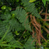GloboStar® Artificial Garden JUNGLE FERN 20351 Τεχνητό Διακοσμητικό Πάνελ Φυλλωσιάς - Κάθετος Κήπος σύνθεση Ζούγκλα Φτέρης Μ100 x Π100 x Υ20cm - ledmania.gr