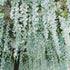 GloboStar® Artificial Garden WISTERIA FLOWER TREE 20433 Τεχνητό Διακοσμητικό Δέντρο Βιστερία Υ340cm - ledmania.gr