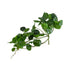 GloboStar® Artificial Garden HANGING PEPEROMIA 20599 Τεχνητό Διακοσμητικό Κρεμαστό Φυτό Πεπερόμια Μ30 x Π31 x Υ50cm - ledmania.gr