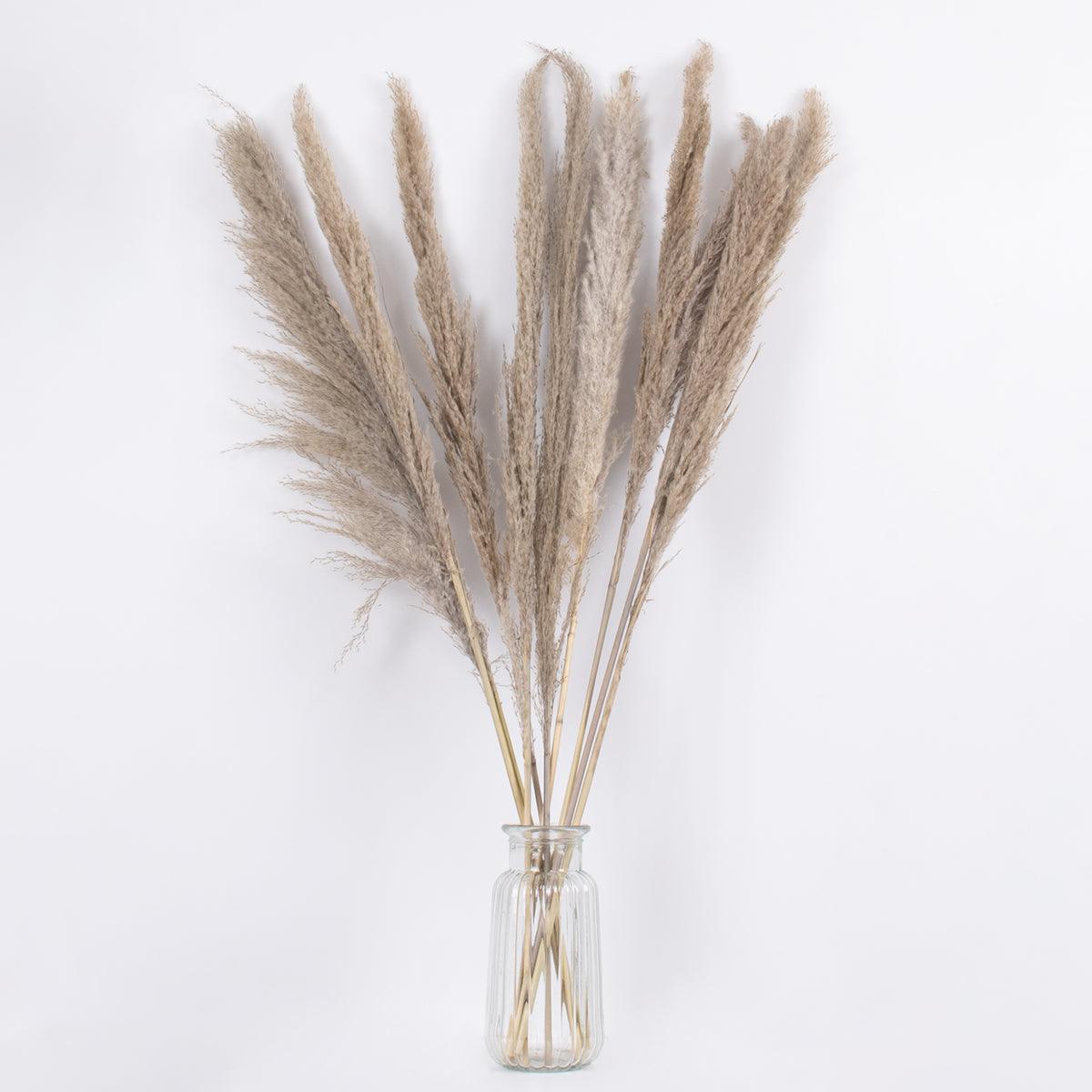 GloboStar® PAMPASGRASS 36512 Αποξηραμένο Φυτό Γρασίδι της Πάμπας - Μπουκέτο Διακοσμητικών Κλαδιών Καφέ - Γκρι Υ100cm - ledmania.gr