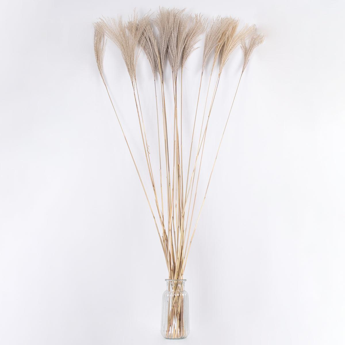 GloboStar® MISCANTHUS 36539 Αποξηραμένο Φυτό Μίσχανθος - Μπουκέτο Διακοσμητικών Κλαδιών Μπεζ Υ140cm - ledmania.gr