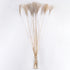 GloboStar® MISCANTHUS 36539 Αποξηραμένο Φυτό Μίσχανθος - Μπουκέτο Διακοσμητικών Κλαδιών Μπεζ Υ140cm - ledmania.gr