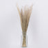 GloboStar® SILVERHAIRGRASS 36545 Αποξηραμένο Φυτό Ασημένια Χλόη - Μπουκέτο Διακοσμητικών Κλαδιών Μπεζ Υ60cm - ledmania.gr