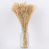 GloboStar® WHEAT 36550 Αποξηραμένο Φυτό Σίτος - Μπουκέτο Διακοσμητικών Κλαδιών Μπεζ Υ60cm - ledmania.gr