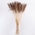 GloboStar® BROOMCORN 36555 Αποξηραμένο Φυτό Γλυκό Σόργο - Μπουκέτο Διακοσμητικών Κλαδιών Καφέ Υ100cm - ledmania.gr