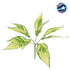 GloboStar® AUCUBA 78223 Τεχνητό Φυτό Κηληδωμένη Δάφνη - Μπουκέτο Διακοσμητικών Φυτών - Κλαδιών με Φύλλωμα Πράσινο - Κίτρινο Υ25cm - ledmania.gr