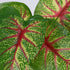 GloboStar® CALADIUM 78218 Τεχνητό Φυτό Καλάδιο - Μπουκέτο Διακοσμητικών Φυτών - Κλαδιών με Φύλλωμα Πράσινο - Κίτρινο - Κόκκινο Υ23cm - ledmania.gr
